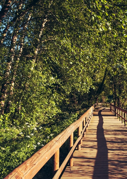 Fence Line & Driveway Clearing