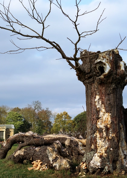 Hazardous Tree Removal