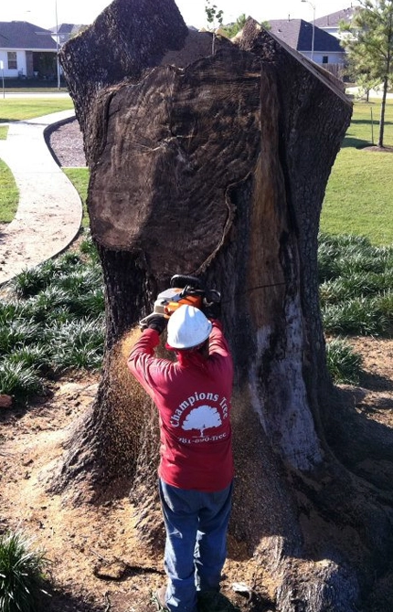 Tree Removal Becomes Non-Negotiable