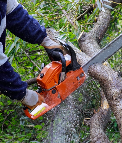 Tree Removal in Bell, FL