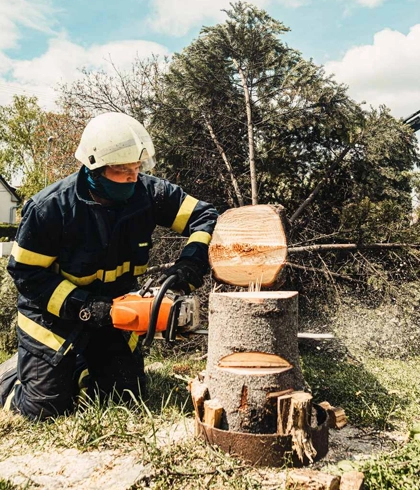 Tree Removal Services in Branford, FL