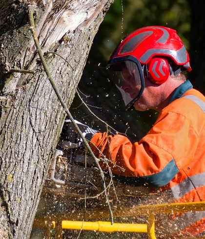 Tree Removal Services in Gainesville, FL