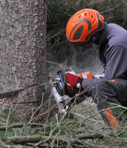 Tree Removal Services in High Springs, FL
