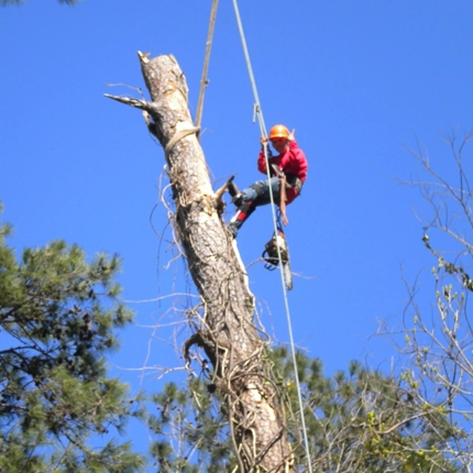 Safe and Efficient Tree Removal in Houston, TX