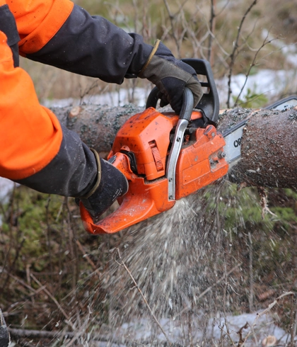 Tree Removal Services in Lake City, FL