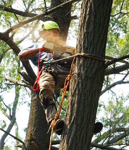 Tree Removal Services in Live Oak, FL