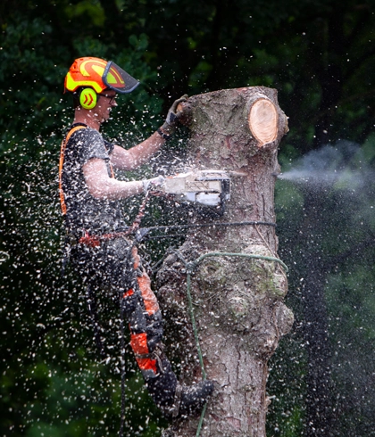 Tree Removal Services in Trenton, FL