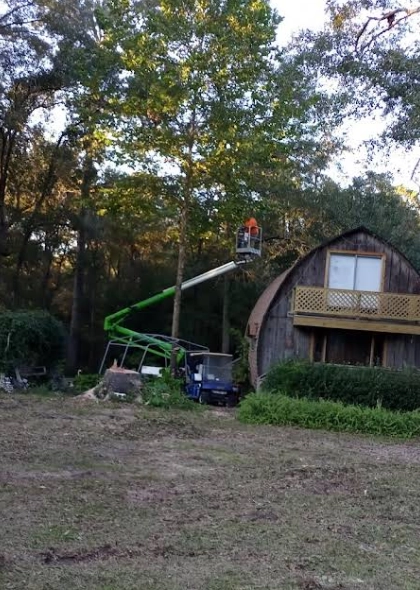 The Vital Importance of Professional Tree Trimming