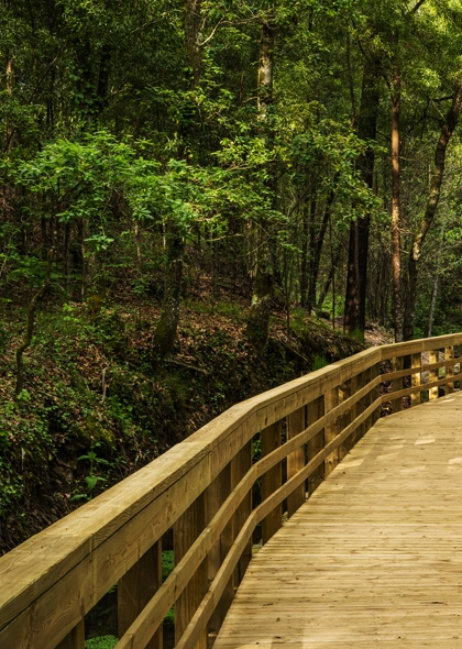 Fence Line & Driveway Clearing
