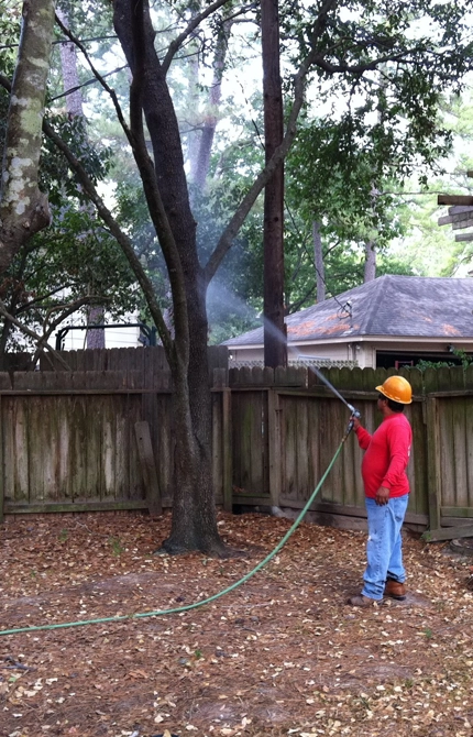 Tree Fertilizing