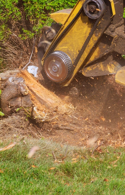 Champions Stump Grinding