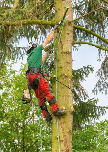 Our Comprehensive Trimming & Pruning Solutions