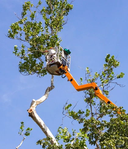 Tree Trimming and Pruning in Bell, FL