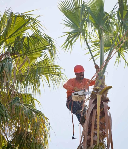 Tree Trimming and Pruning in Branford, FL