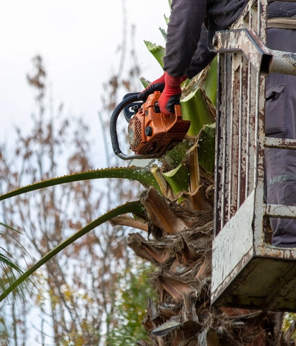 Expert Tree Trimming and Pruning in Gainesville, FL