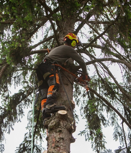 Tree Trimming and Pruning in High Springs, FL