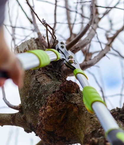 Tree Trimming and Pruning in Lake City, FL