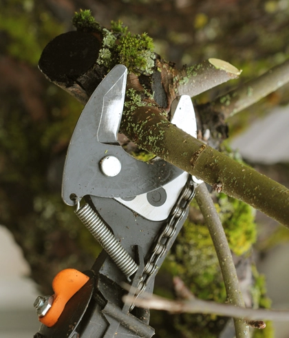 Tree Trimming and Pruning in Live Oak