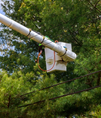 Tree Trimming and Pruning in Trenton, FL