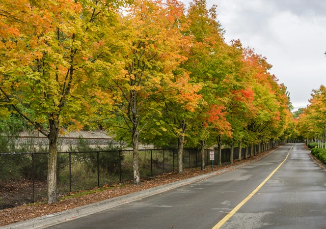 Fence Line & Driveway Clearing
