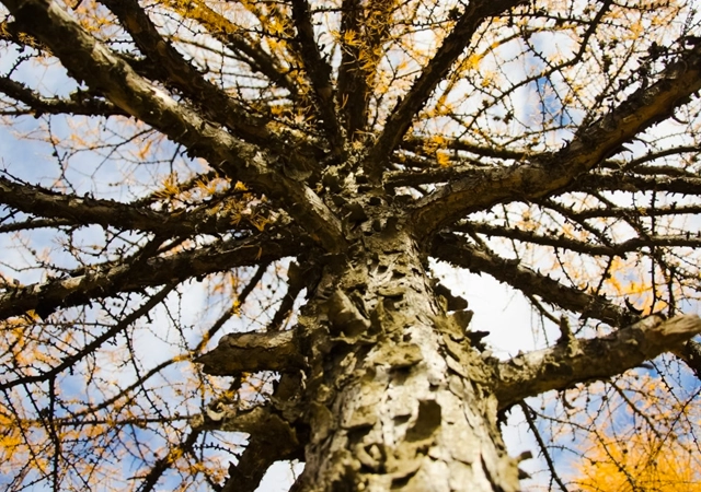 Hazardous Tree Removal