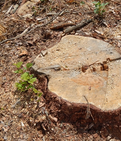 Stump Grinding Services in Bell, FL