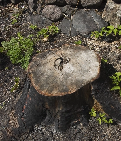 Stump Grinding Services in Branford, FL