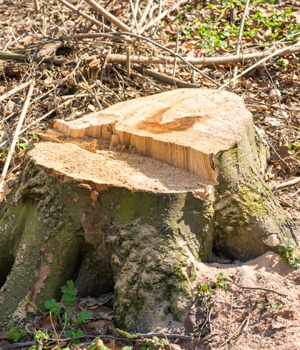 Stump Grinding in High Springs, FL