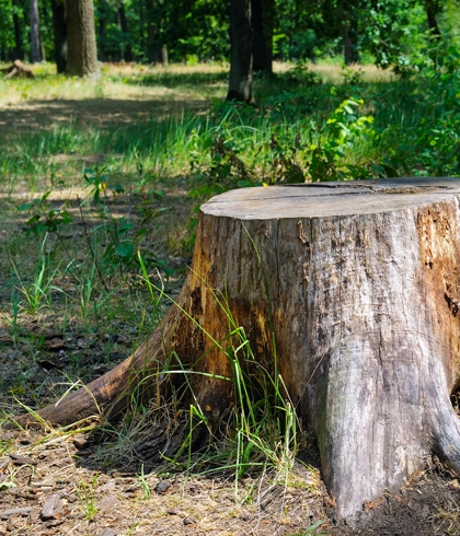 Stump Grinding in Lake City, FL