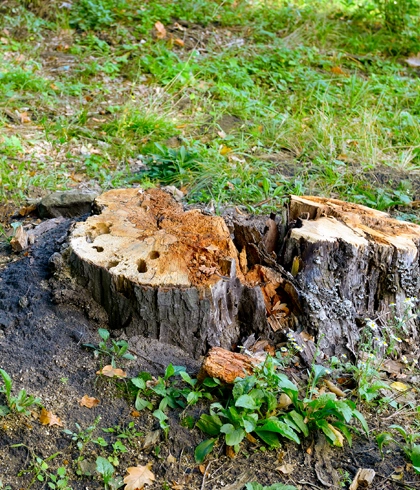 Stump Grinding in Live Oak, FL