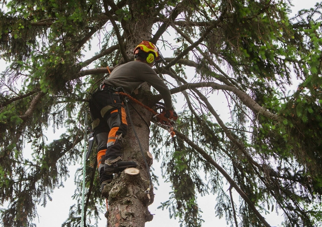 Tailored Tree Care for North Florida’s