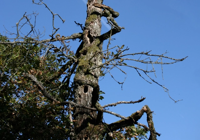 Hazardous Tree Removal