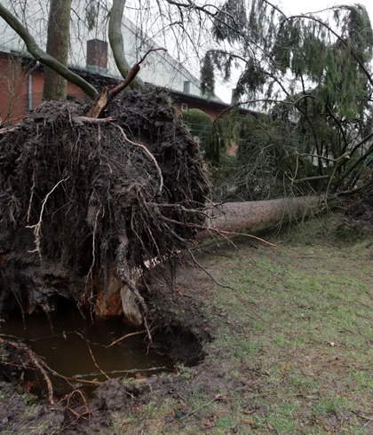 Storm Cleanup Services in Branford, FL