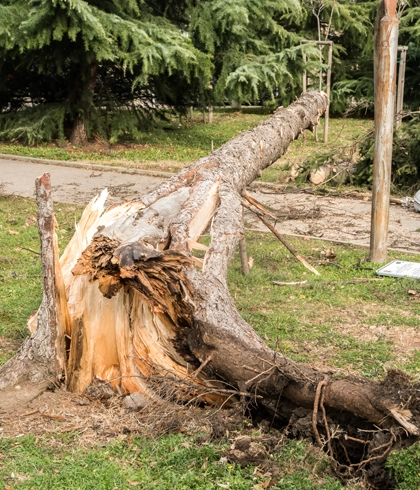 Storm Cleanup Services in Live Oak, FL