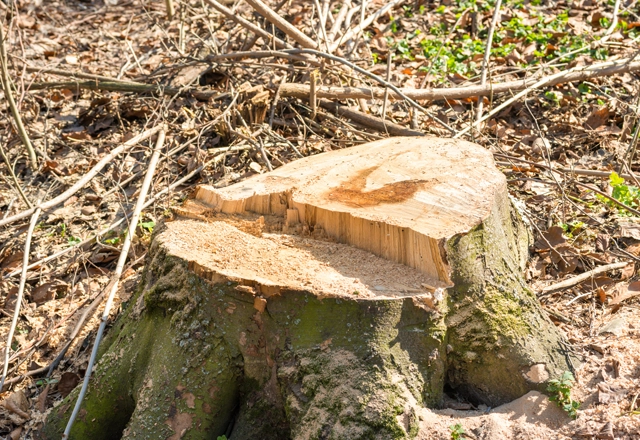 Champions Stump Grinding