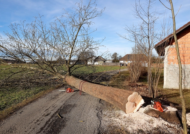 Experience Expert Tree Care Services