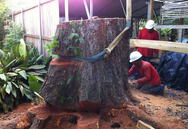 Champions Tree Preservation: Where Safety Meets Sustainability