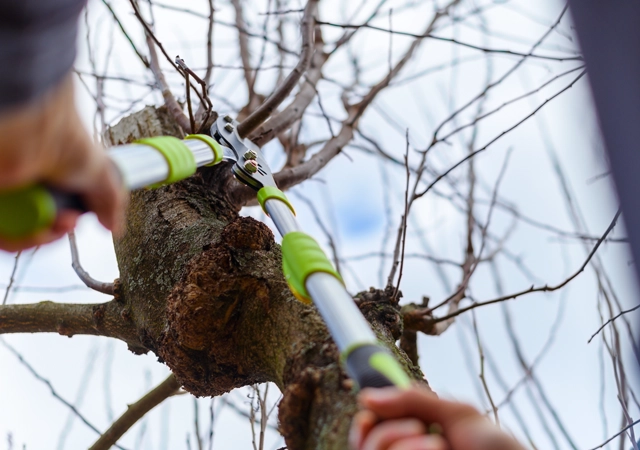 Tree Trimming & Pruning Experts