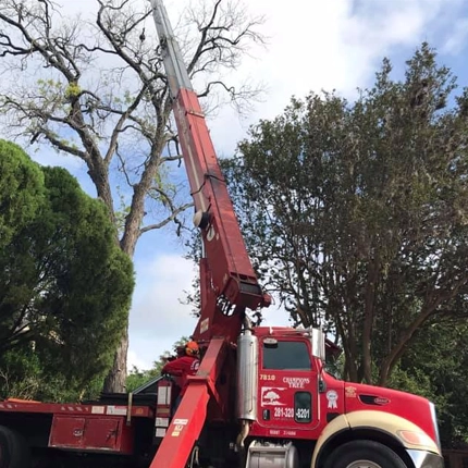 Advanced Crane-Assisted Tree Removal in Houston, TX