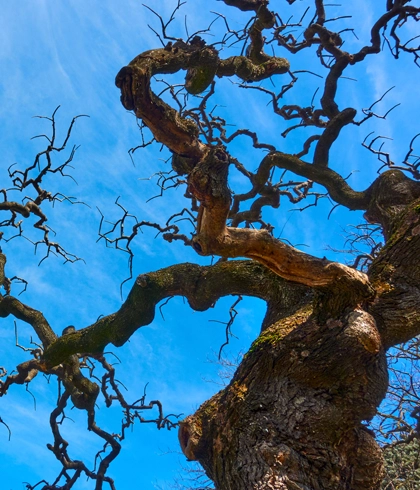 Hazardous Tree Removal in Bell, FL