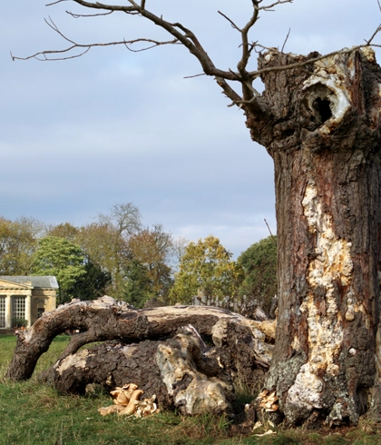 Hazardous Tree Removal in Branford, FL