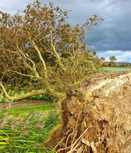 Hazardous Tree Removal in Gainesville, FL