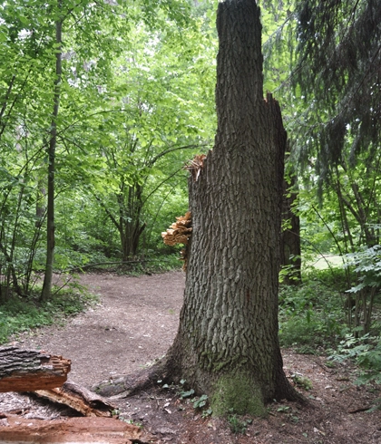 Hazardous Tree Removal in High Springs, FL