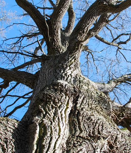 Hazardous Tree Removal in Lake City, FL
