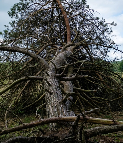 Hazardous Tree Removal Service in Live Oak, FL