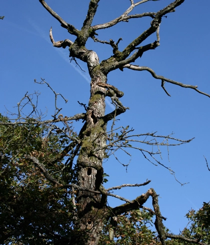 Hazardous Tree Removal in Trenton, FL
