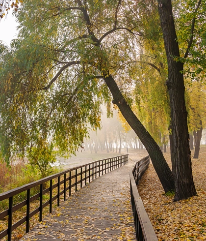 Fence Line and Driveway Clearing in Gainesville, FL