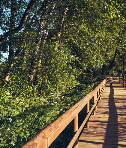 Fence Line and Driveway Clearing in Lake City, FL
