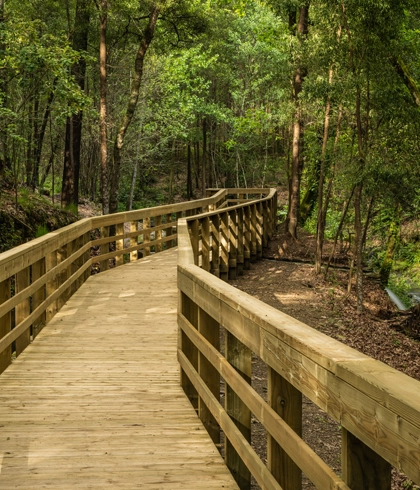 Fence Line and Driveway Clearing in Trenton, FL