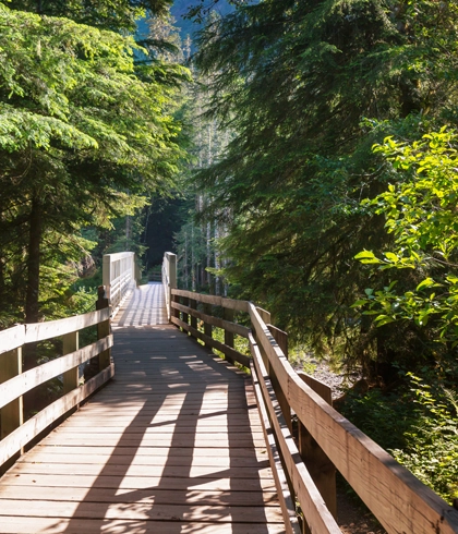 Fence Line and Driveway Clearing in Live Oak